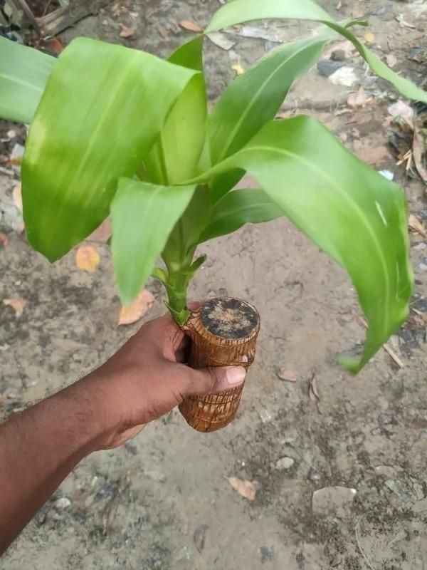 Big Size Lucky Brazil Wood Plant |🔥FLAT 50% OFF SALE🔥