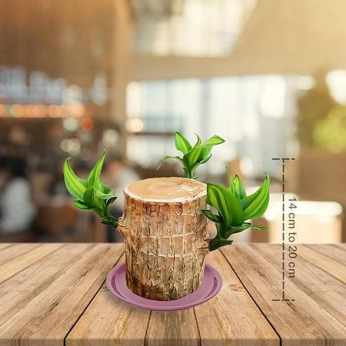 Big Size Lucky Brazil Wood Plant |🔥FLAT 50% OFF SALE🔥